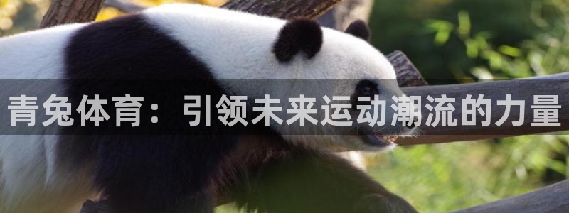 678体育app：青兔体育：引领未来运动潮流的力量